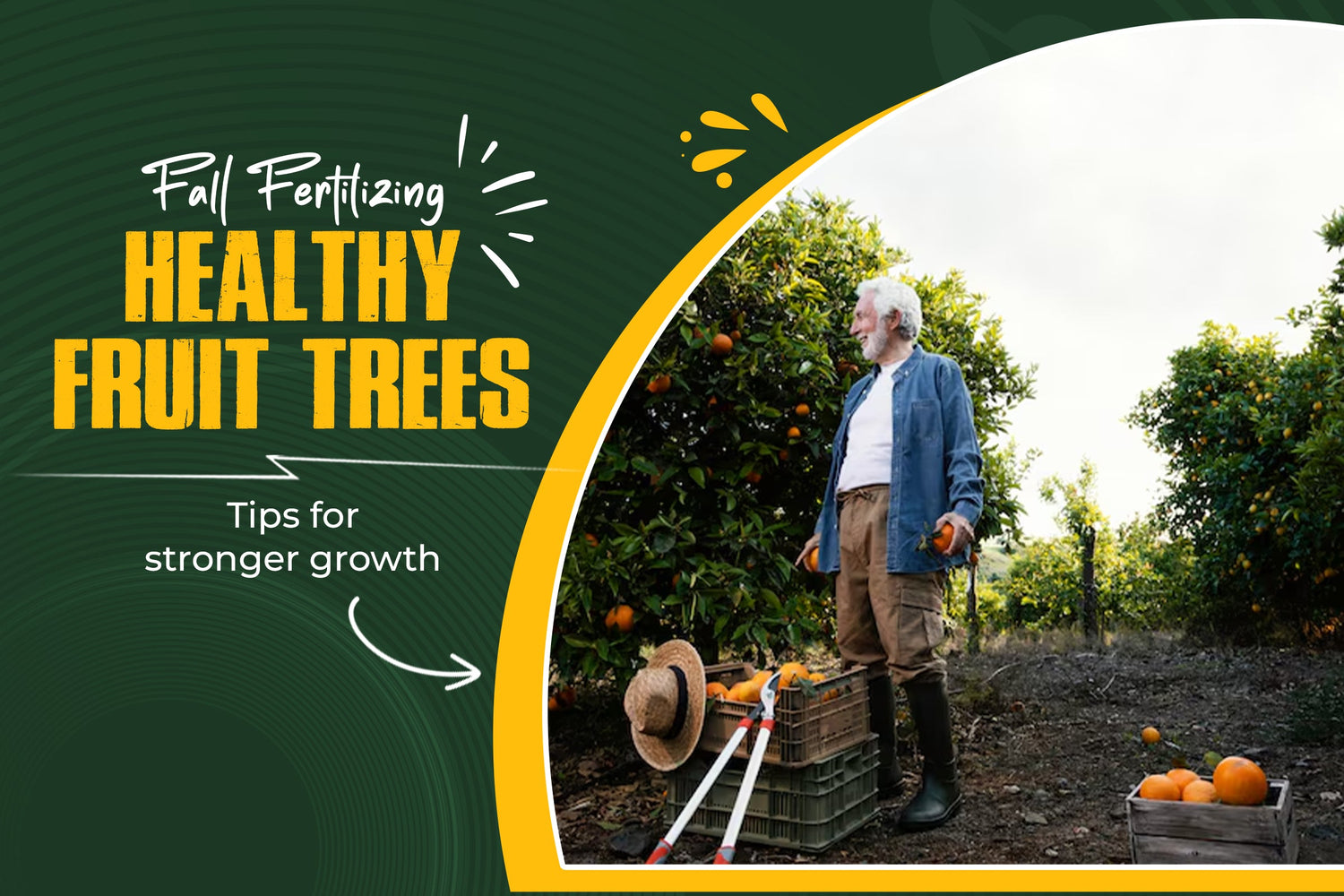 Should You Fertilize Fruit Trees in the Fall? An Expert Guide for USA Gardeners