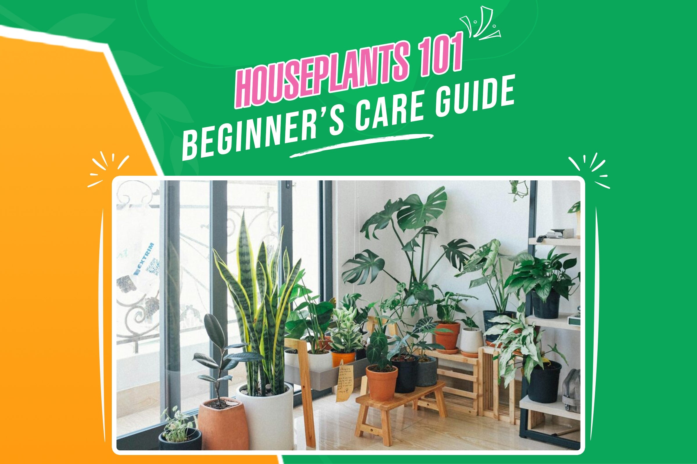 Houseplants 101: A Beginner's Guide to Growing and Thriving Indoor Plants