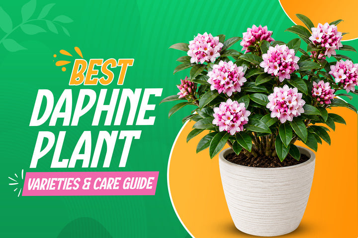Daphne odora flowering shrub for sale in USA