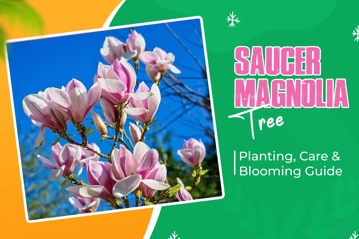 Saucer magnolia tree plant grow care guide
