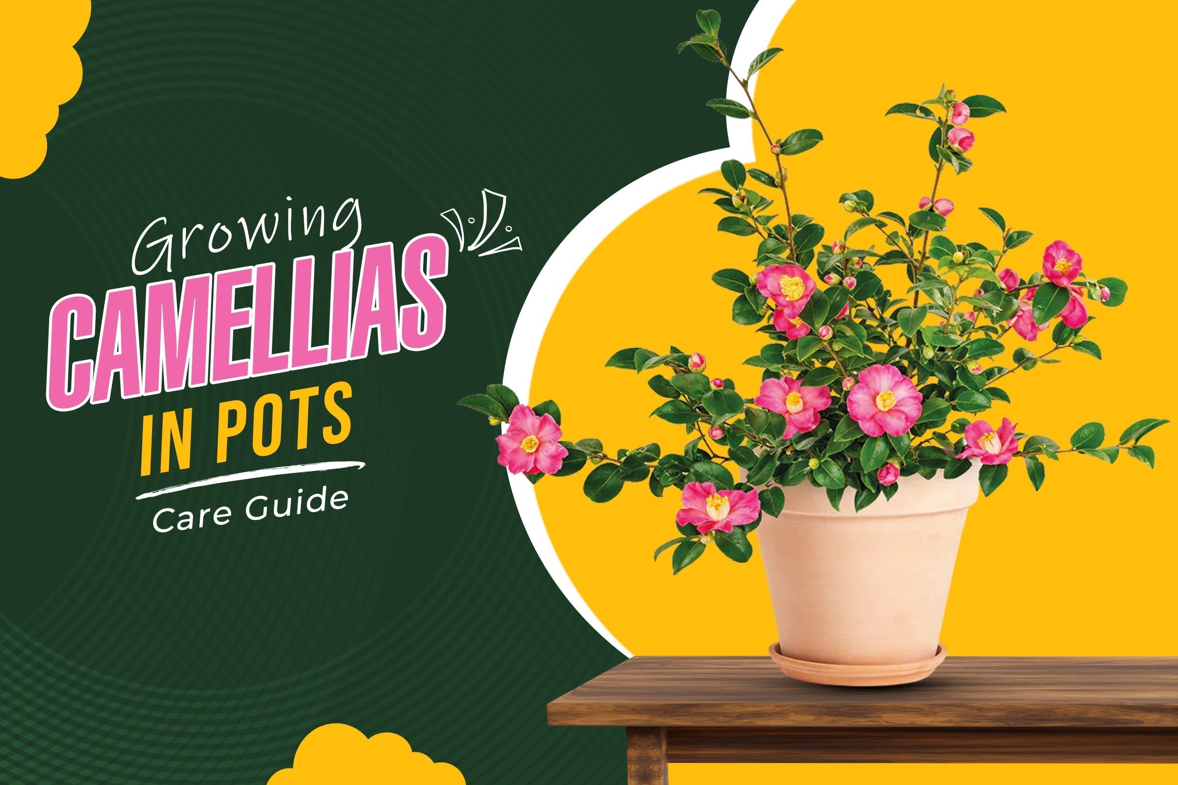 Potted Perfection: A Comprehensive Guide to Growing Camellias in Pots