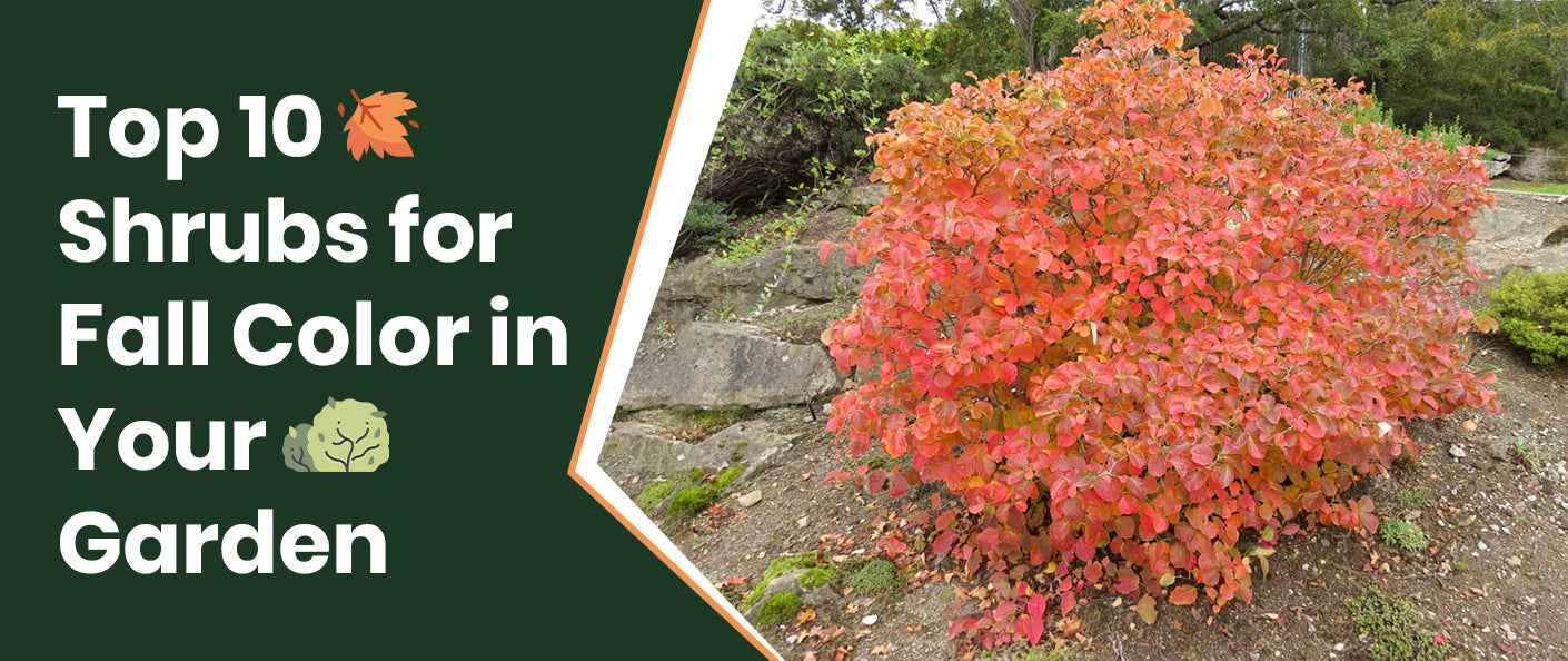 Top 10 Fall Color Plants to Brighten Your Garden This Season