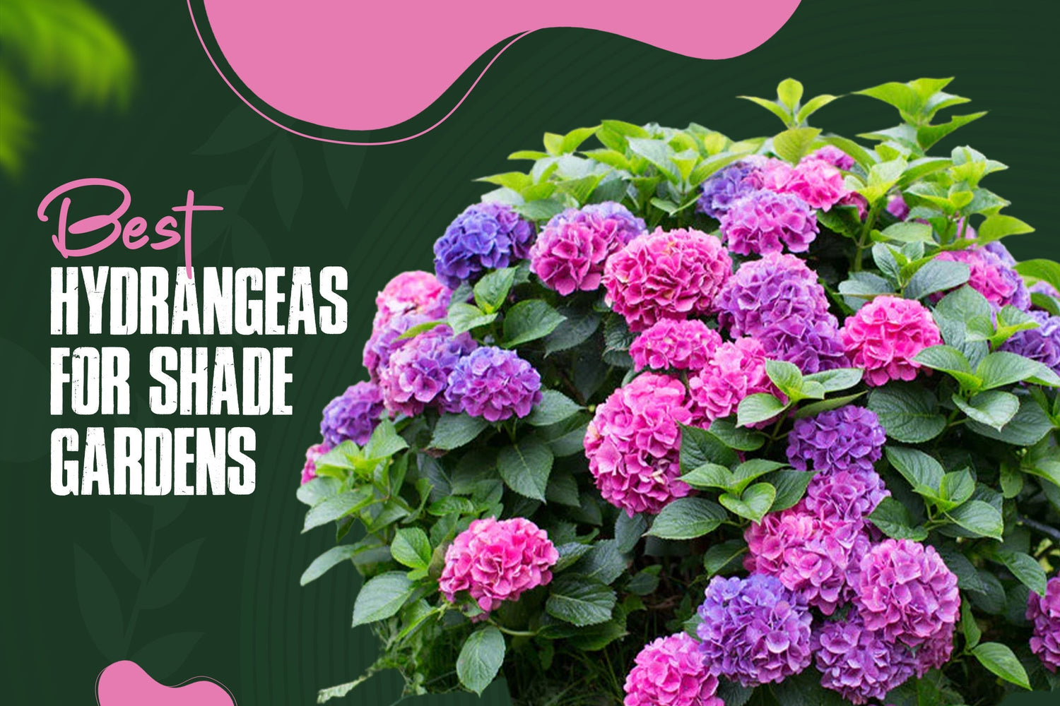 Understanding shade garden vs sun garden