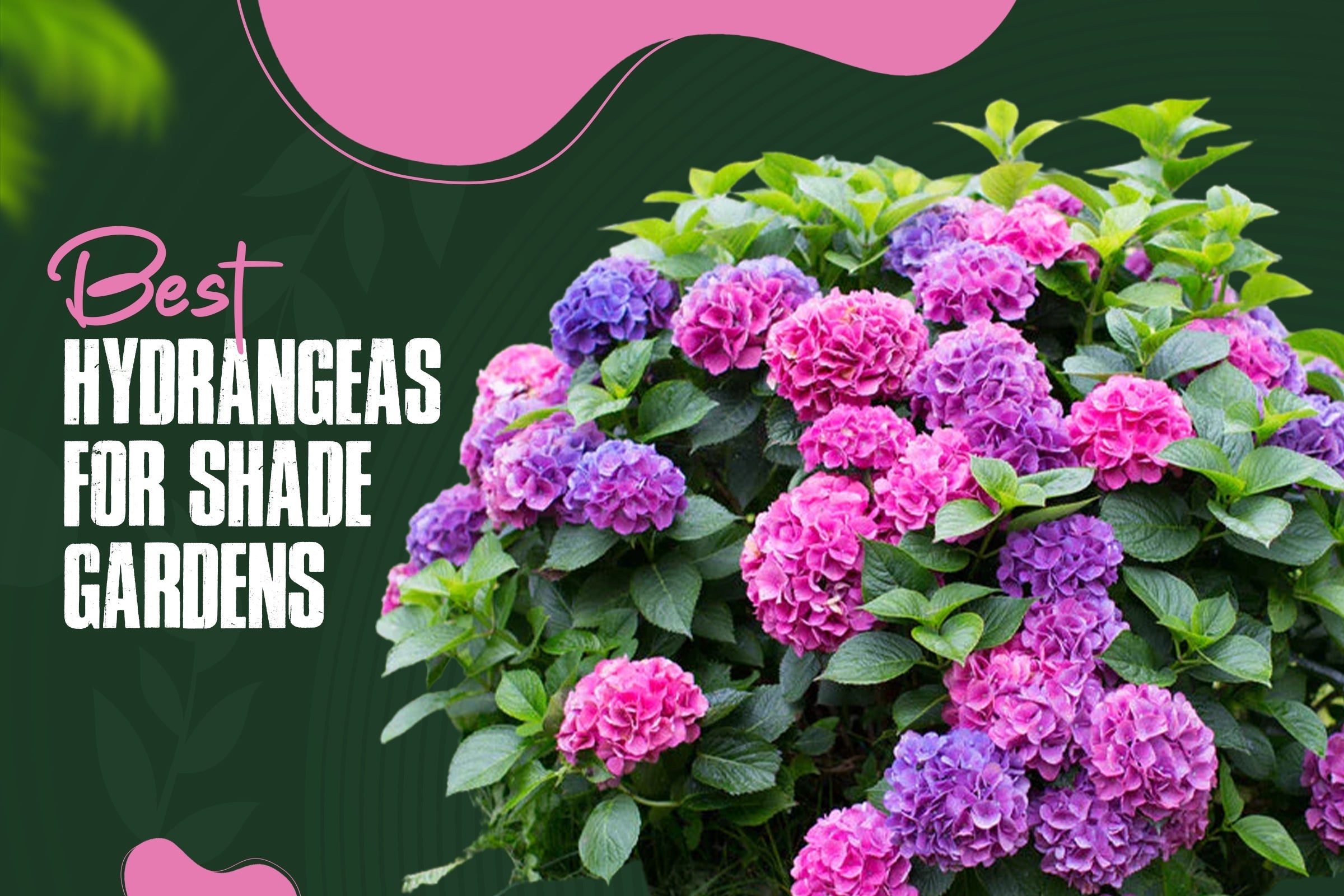 Blooming hydrangeas in a shade garden 