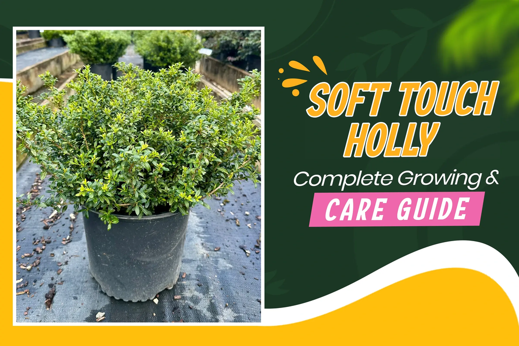 Soft touch holly planting, growing and care guide