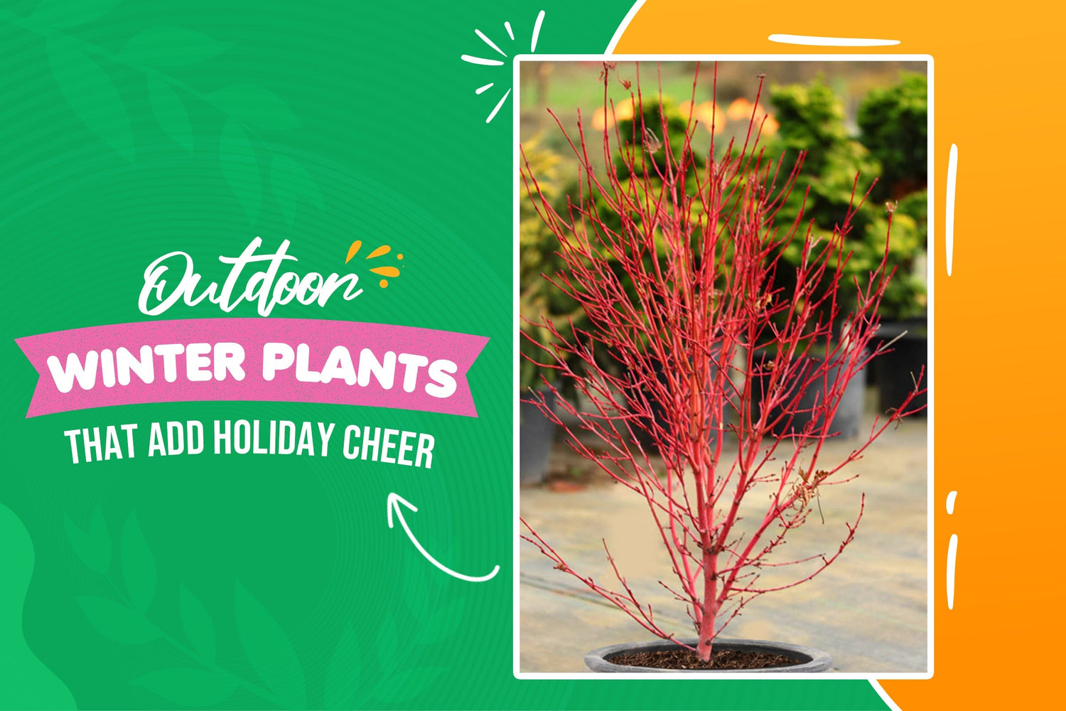 Outdoor Plants That Bring Holiday Cheer to Your Winter Garden