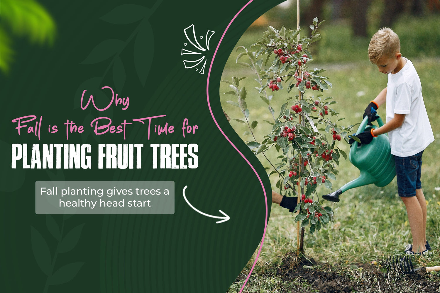 Why Fall is the Best Time for Planting Fruit Trees: A Gardener's Guide