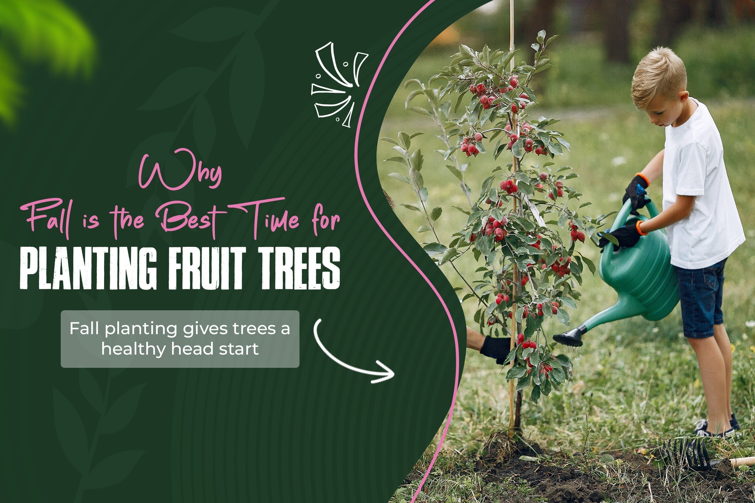 Why Fall is the Best Time for Planting Fruit Trees: A Gardener's Guide