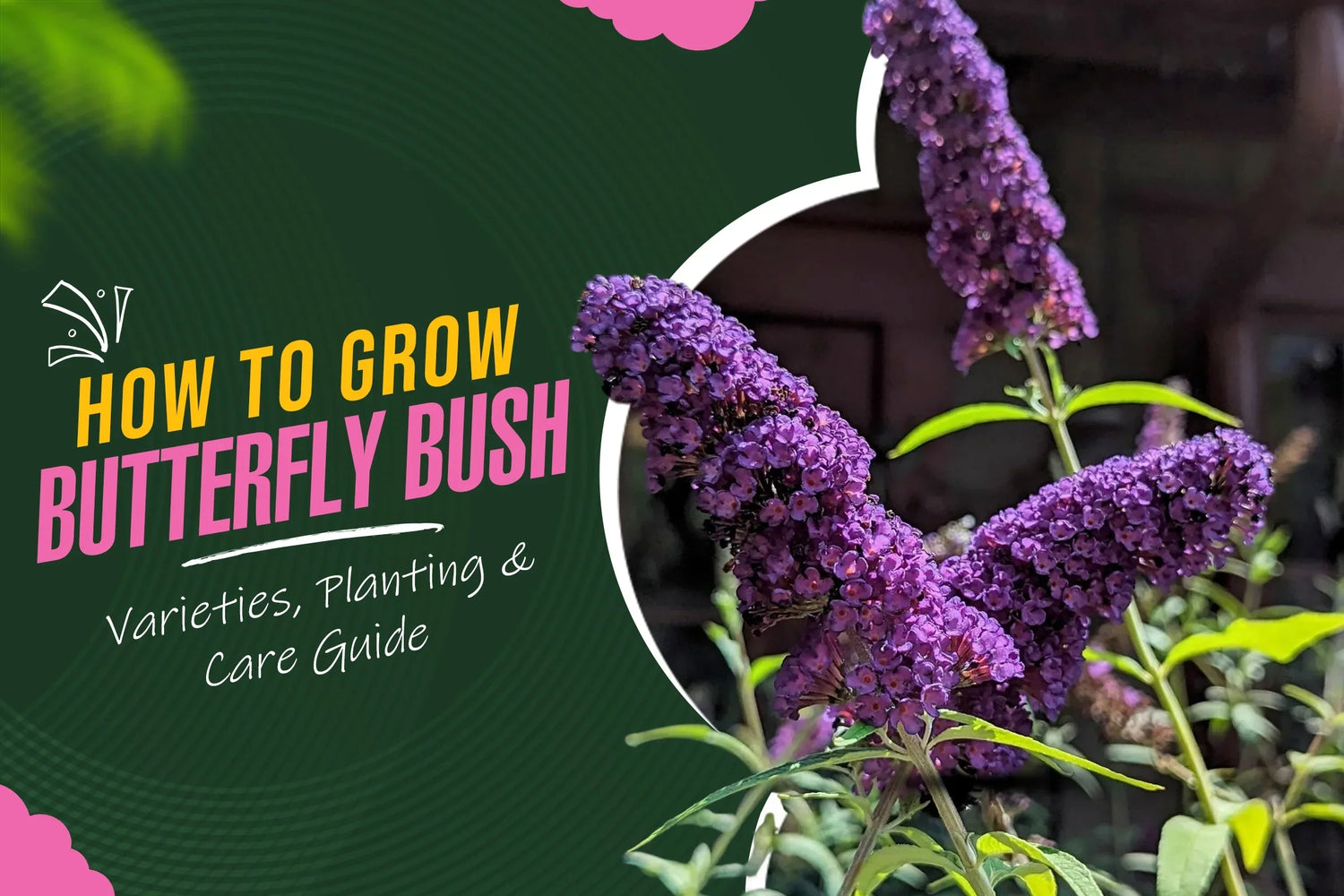 Butterfly Bush Varieties, Planting and Care Guide