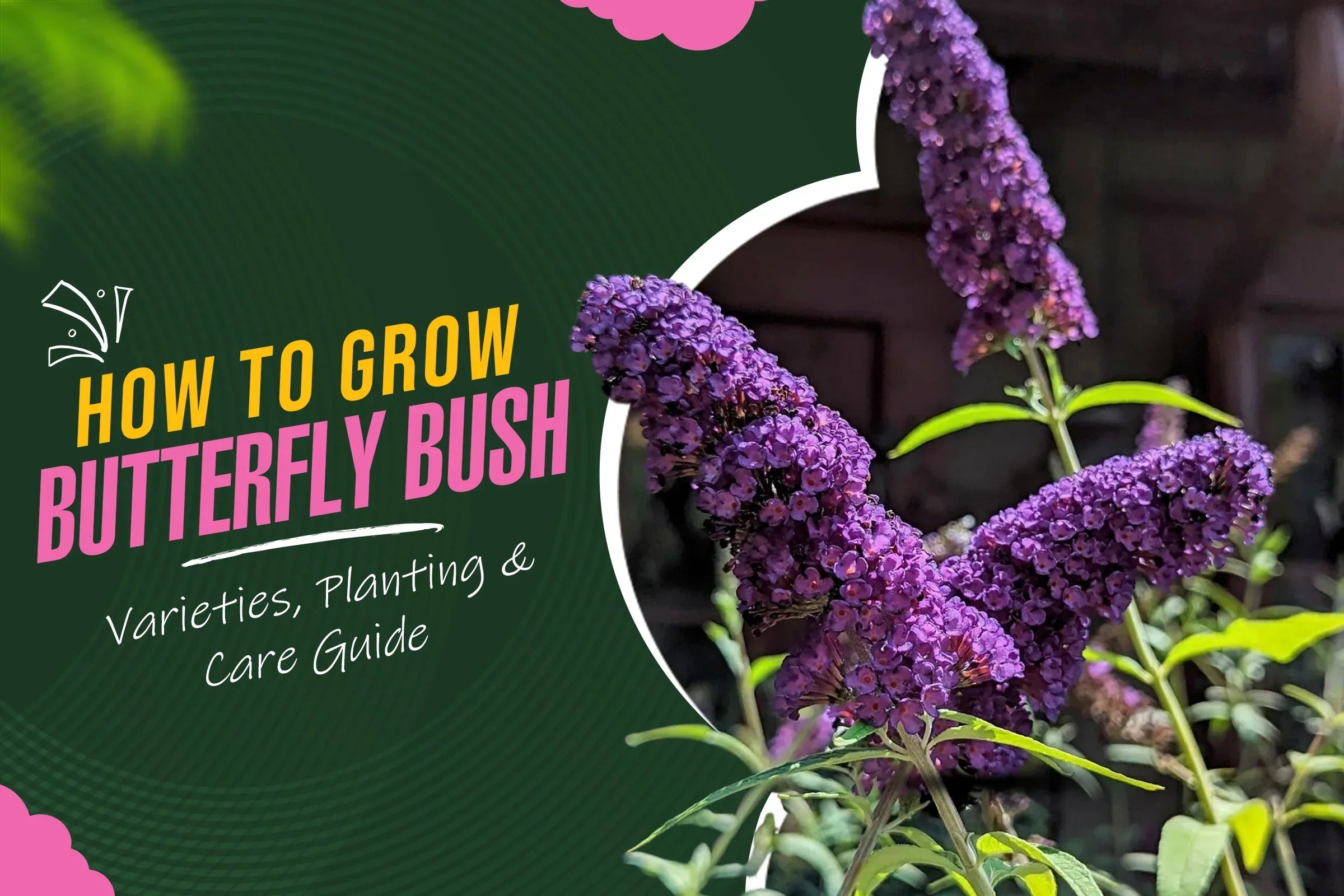 Butterfly Bush Varieties, Planting and Care Guide