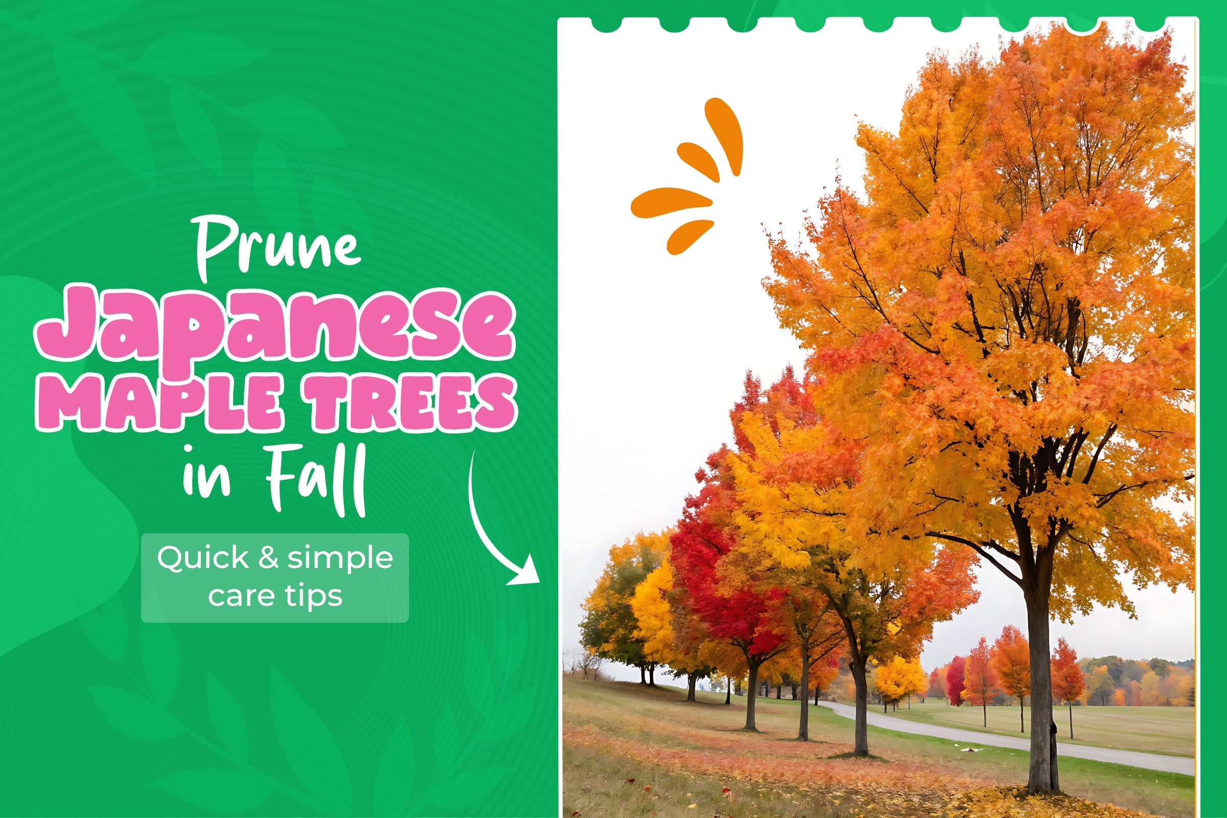 How to Prune a Japanese Maple Tree in Fall for Better Growth