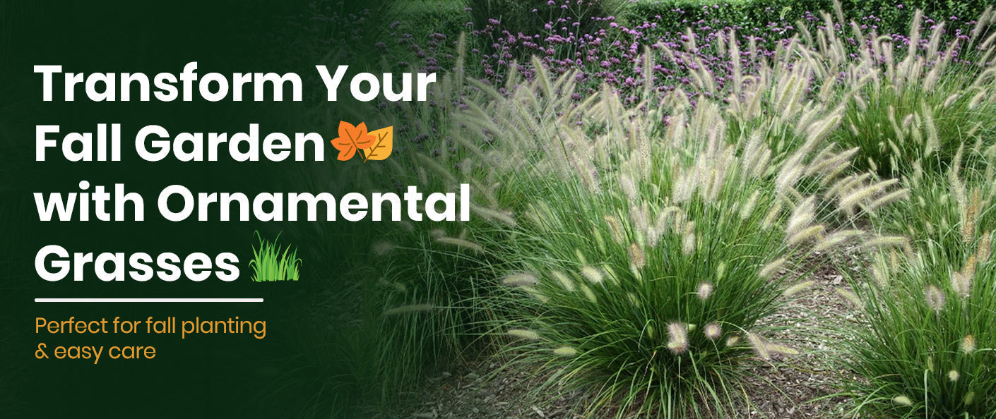 Low-Maintenance Ornamental Grasses Perfect for Fall Planting