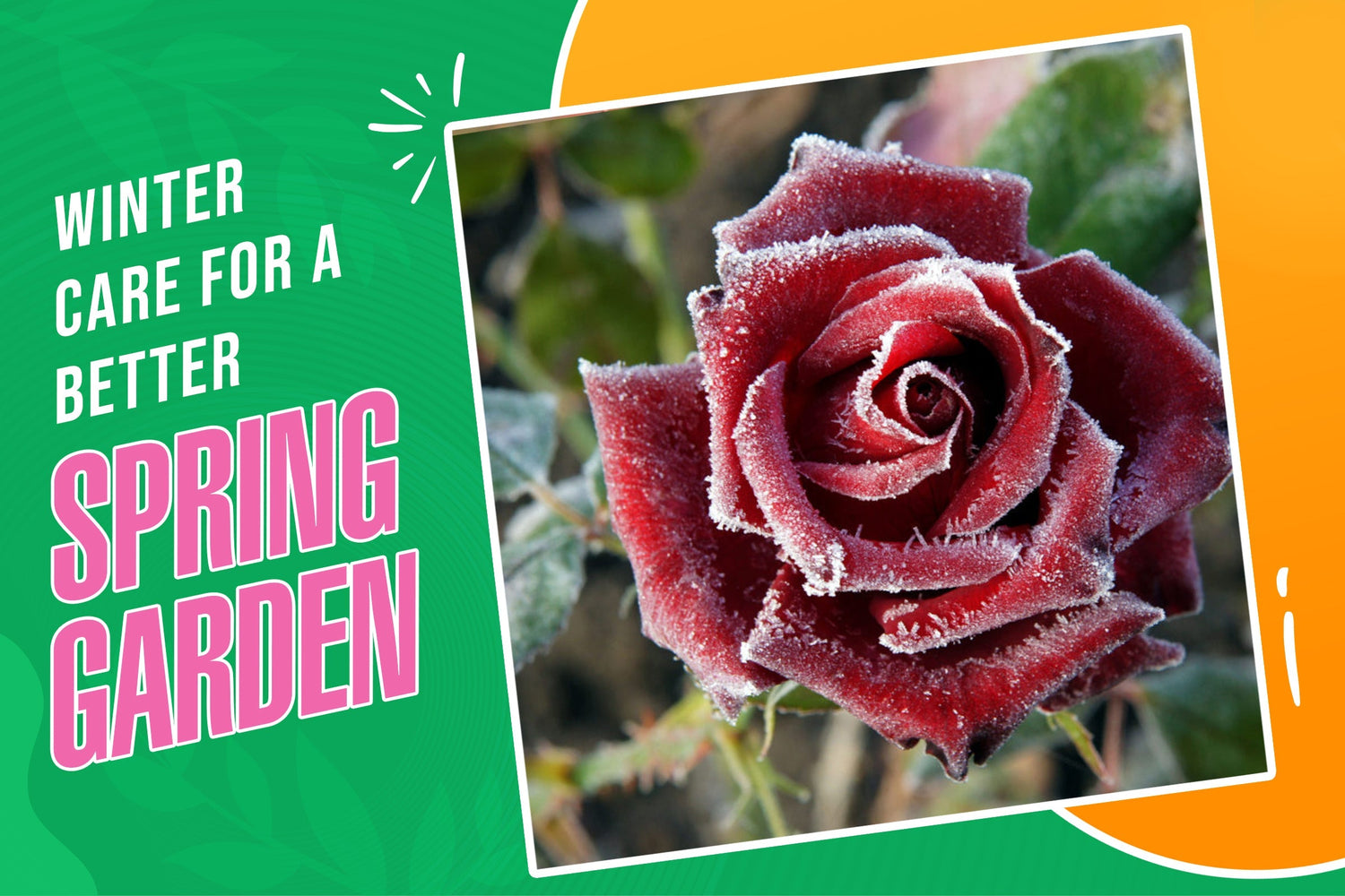 10 Plants That Need Winter Care to Grow Better in Spring