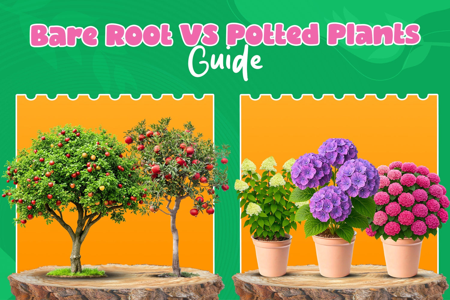 Bare Root Plants vs Potted Plants: Which One Should You Buy This Spring?
