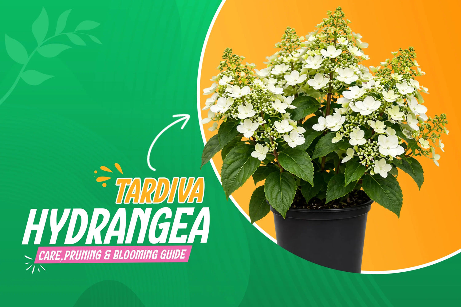 Tardiva hydrangea planting, care, pruning and blooming guide 