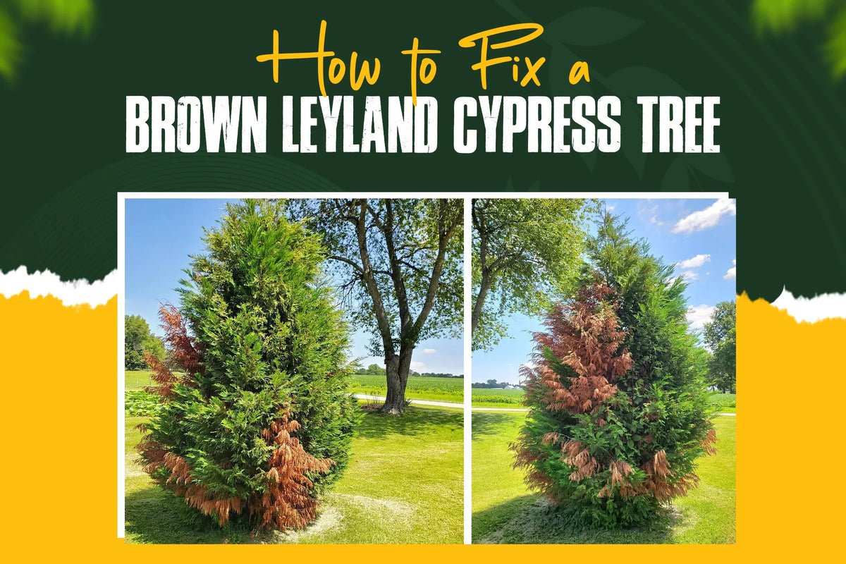 Leyland Cypress Turning Brown Causes and Solutions