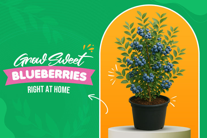 Powderblue Rabbiteye Blueberry: Grow Sweet, Juicy Berries at Home