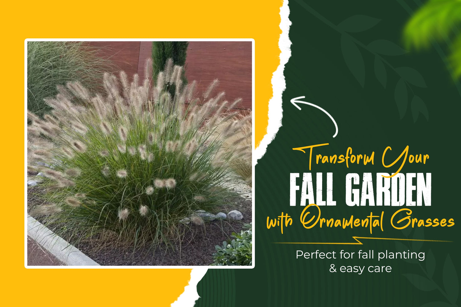 Low-Maintenance Ornamental Grasses Perfect for Fall Planting