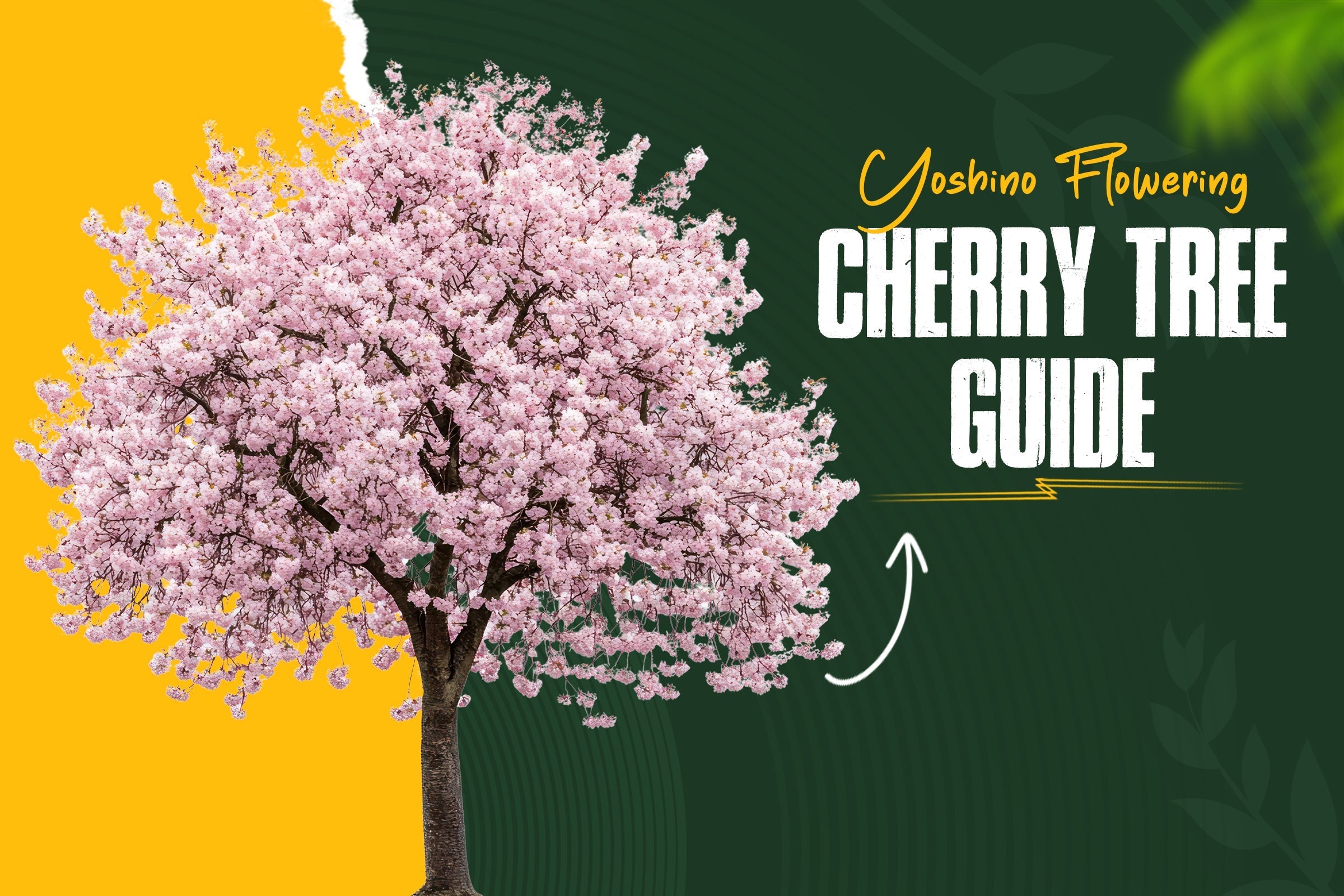 Yoshino Flowering Cherry Trees: History, Characteristics, Benefits, and Care