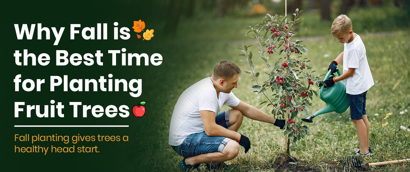 Why Fall is the Best Time for Planting Fruit Trees: A Gardener's Guide