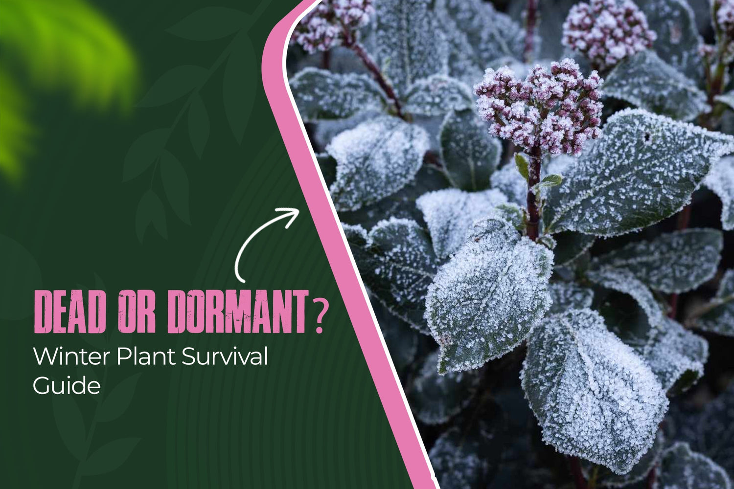 How to Tell If a Plant Is Dead or Dormant After a Winter Freeze