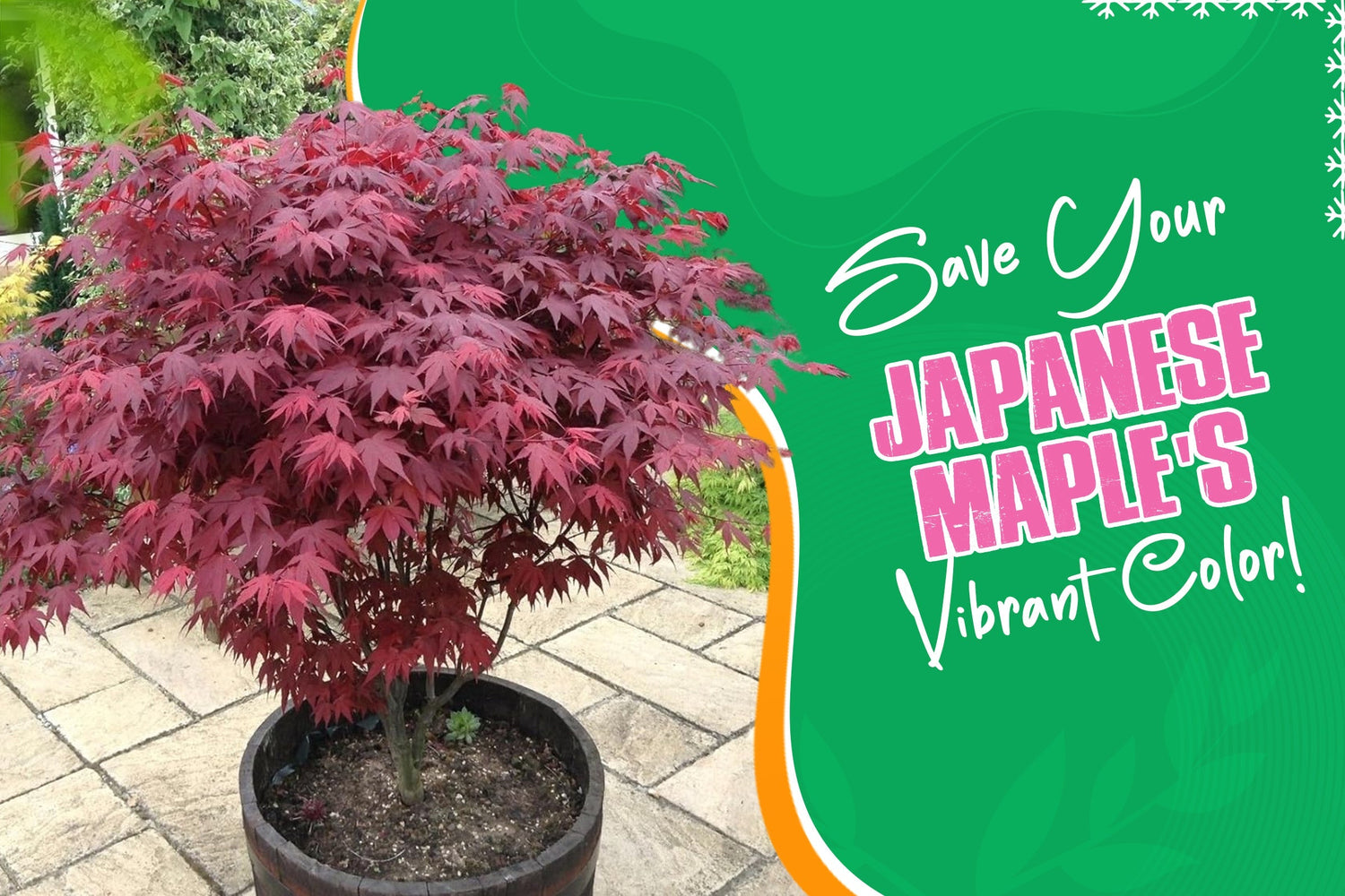 Japanese maple losing its vibrant red foliage due to growing conditions 