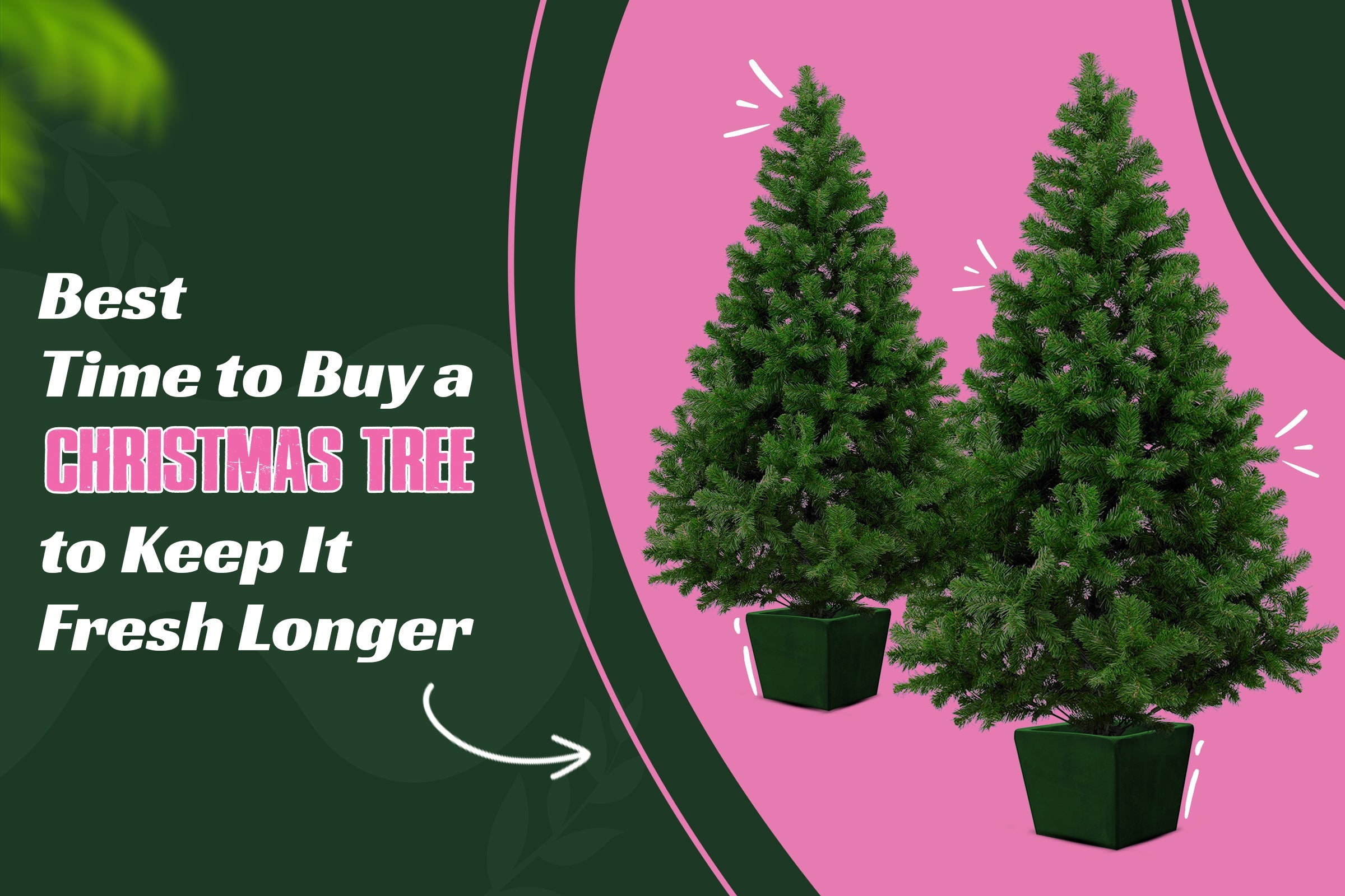 Best Time to Buy a Christmas Tree So It Stays Fresh Longer