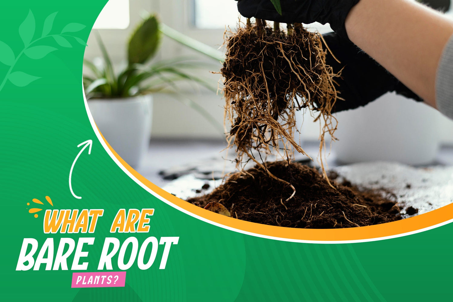 What are Bare Root Plants?