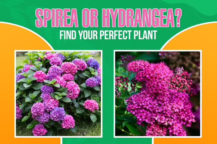 Comparison of vibrant hydrangea flowers and blooming spirea shrubs in a sunny backyard garden landscape 