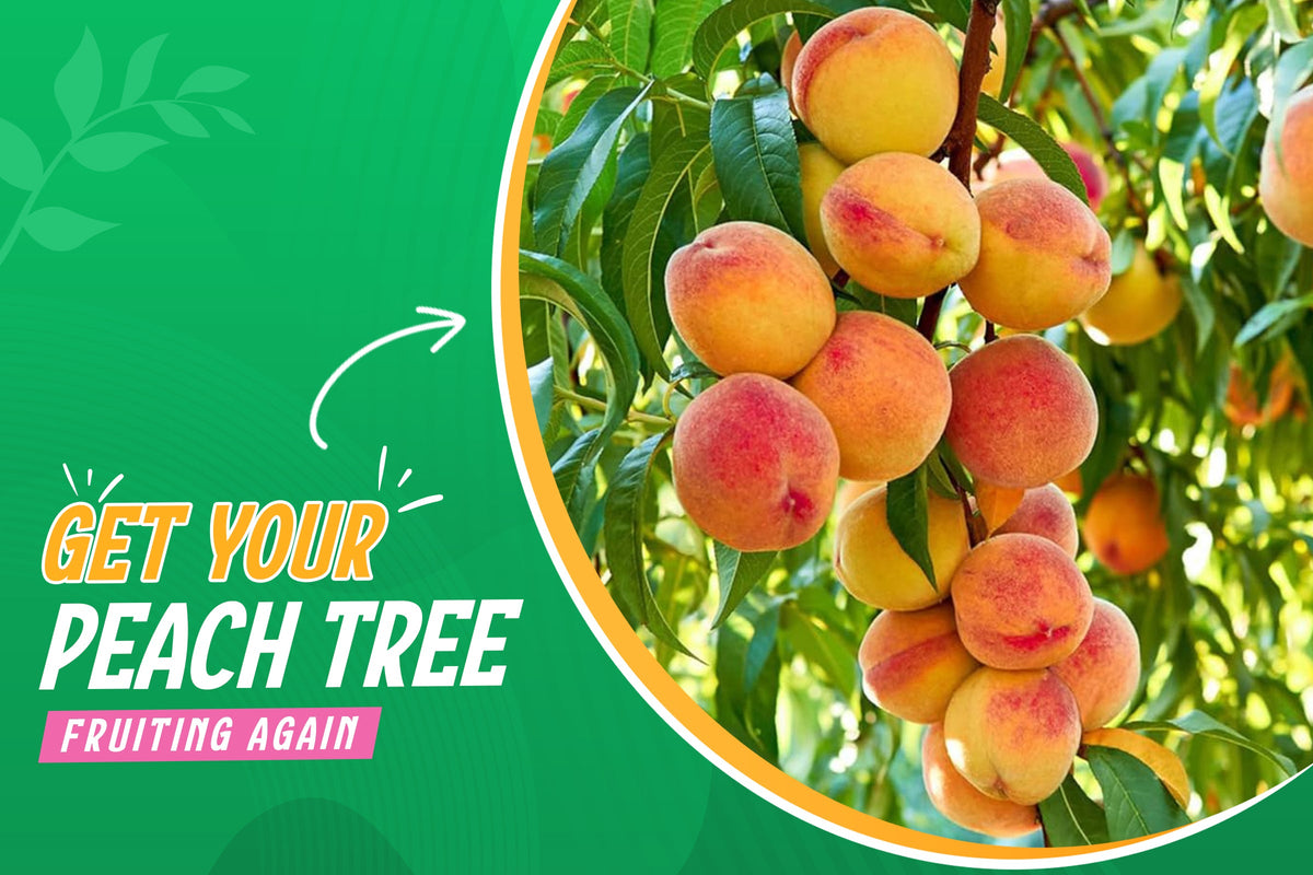 Peach Tree Not Producing Fruit problems and solutions