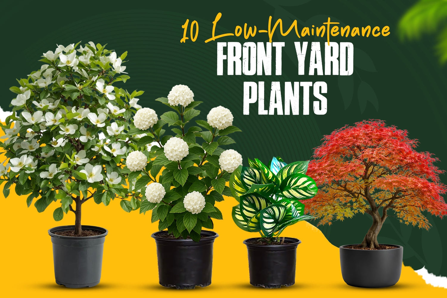 Best Plants for Front Yard Landscaping: 10 Low-Maintenance Garden Ideas