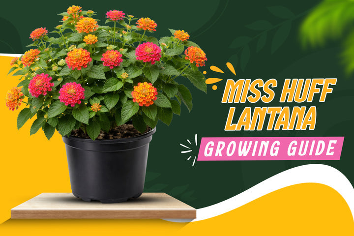 Miss Huff Lantana: Complete Care Guide