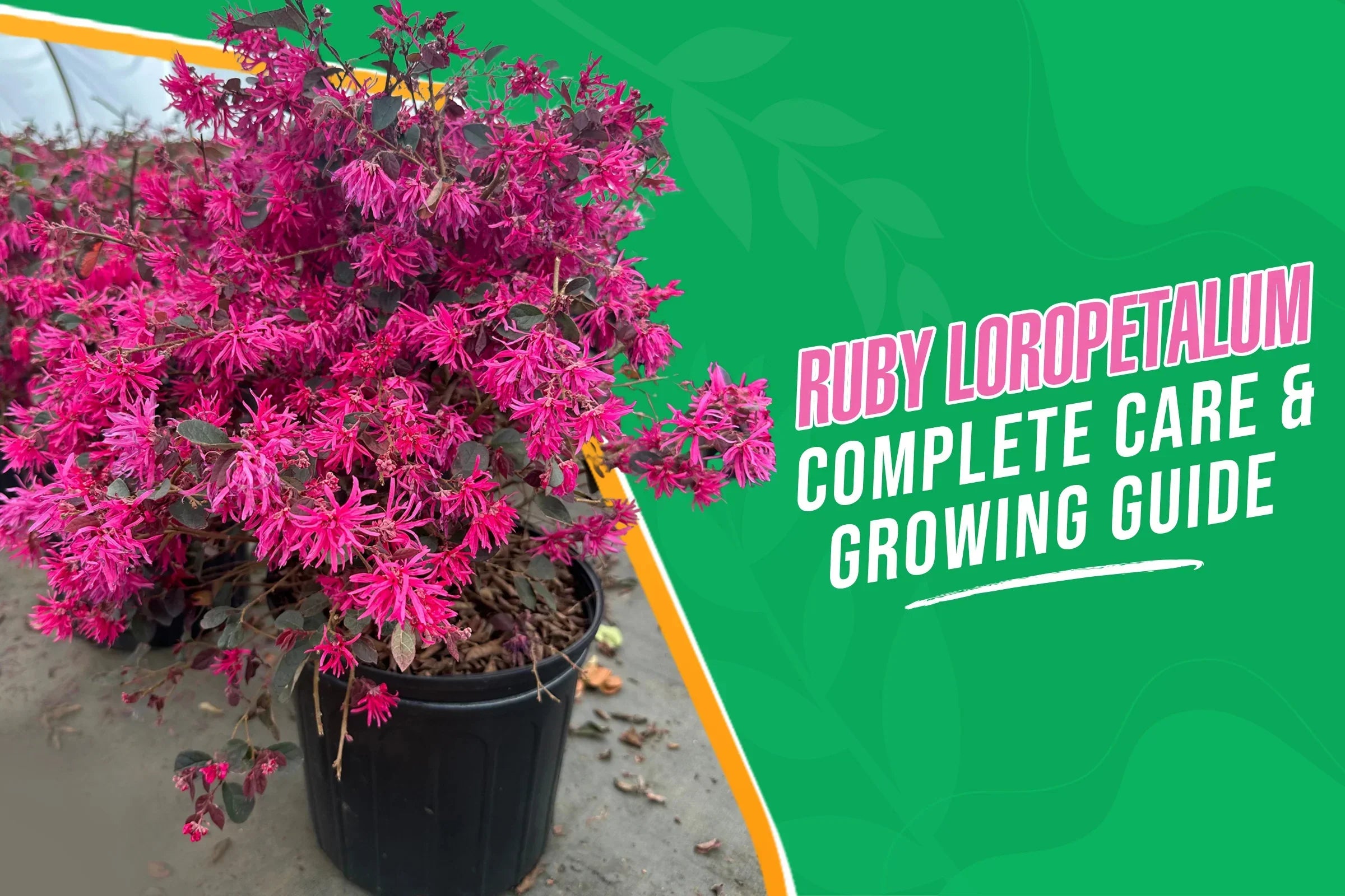 Ruby Loropetalum Growing & Care Guide 