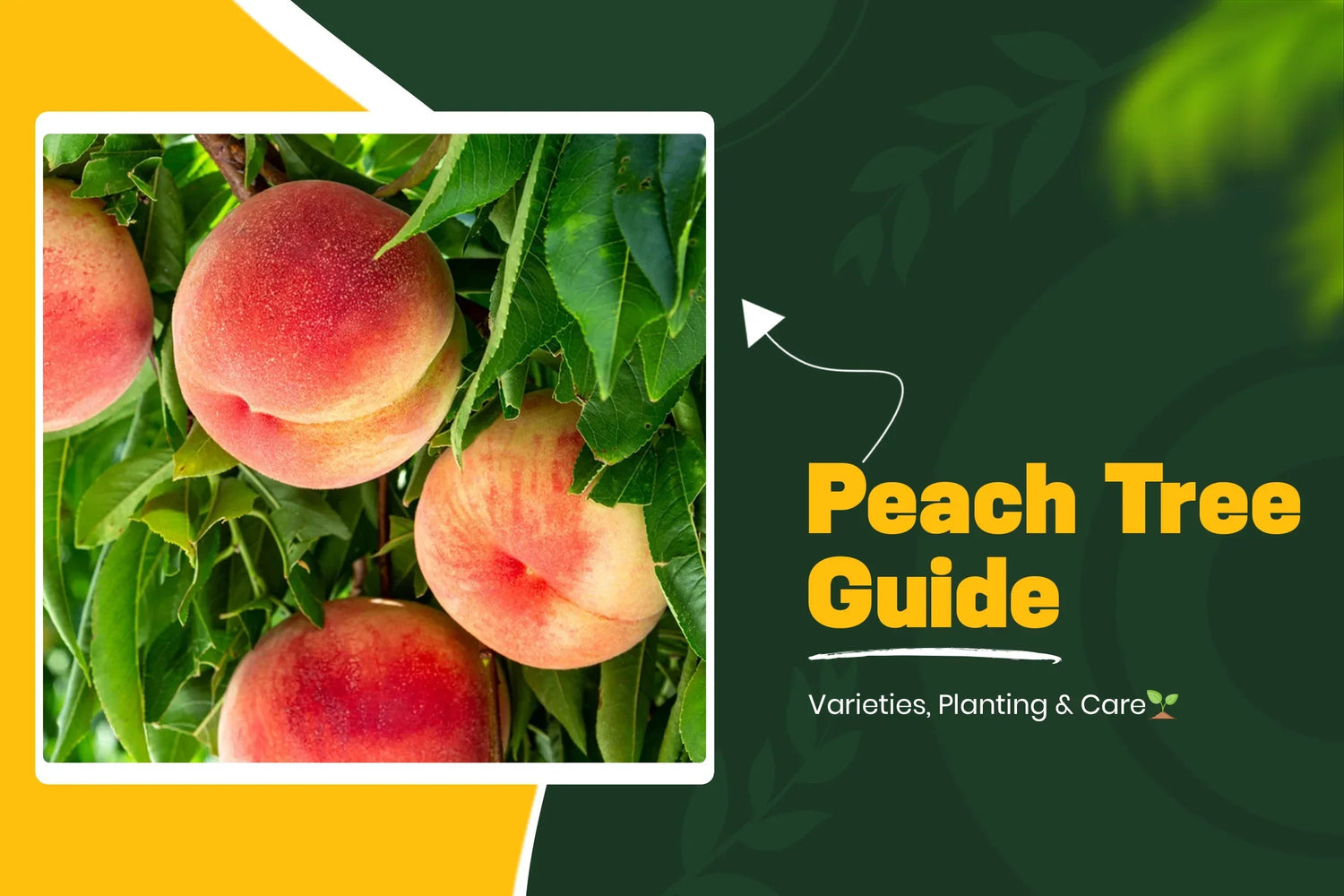 Peach tree varieties, growing and care guide 