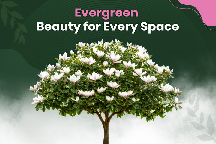 Little Gem Magnolia: The Compact Evergreen with Big Southern Charm