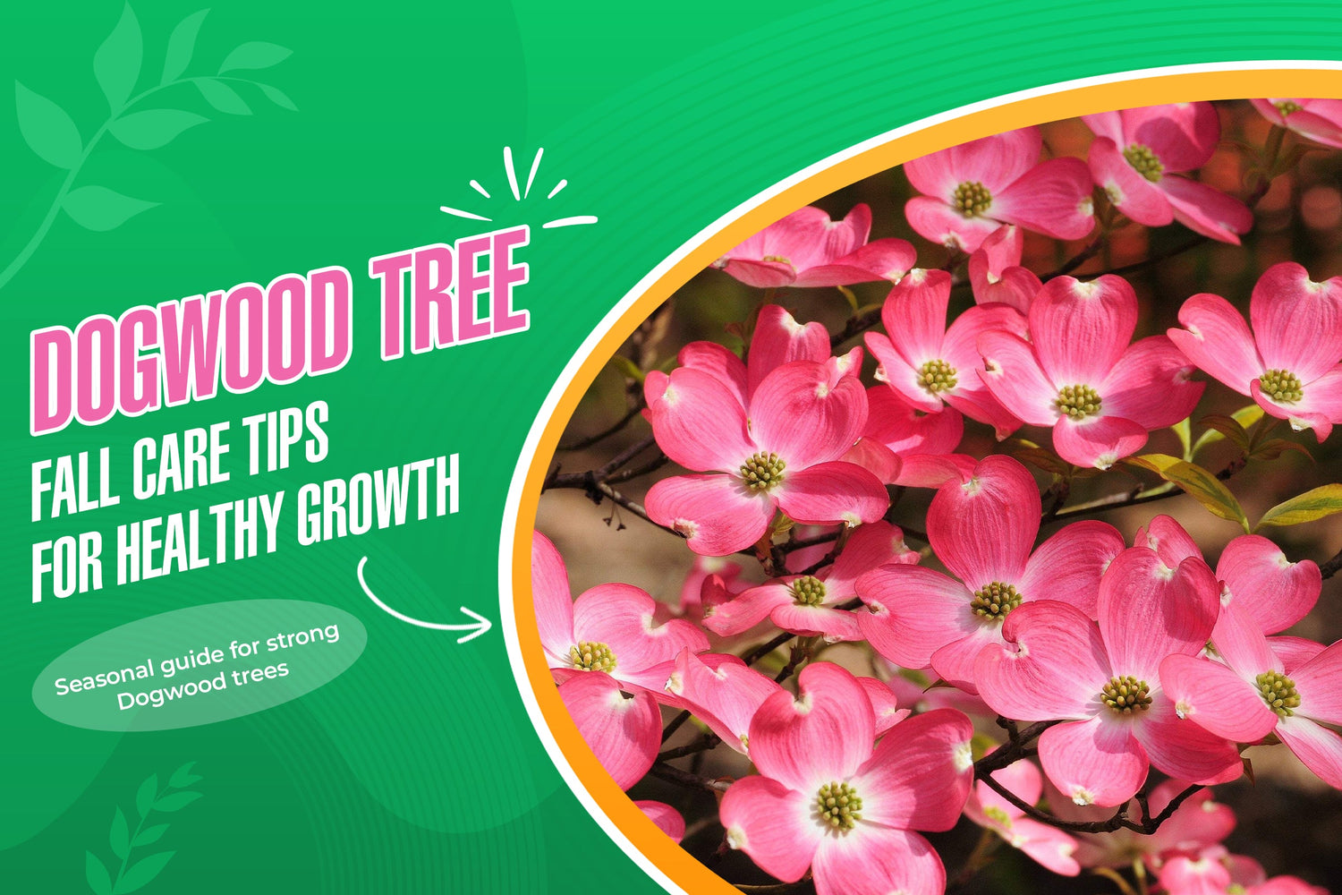How to Care for Dogwood Trees in Fall: Seasonal Tips for Healthy Growth