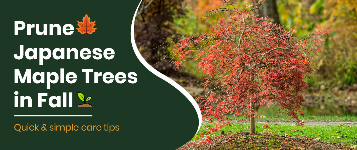 How to Prune a Japanese Maple Tree in Fall for Better Growth