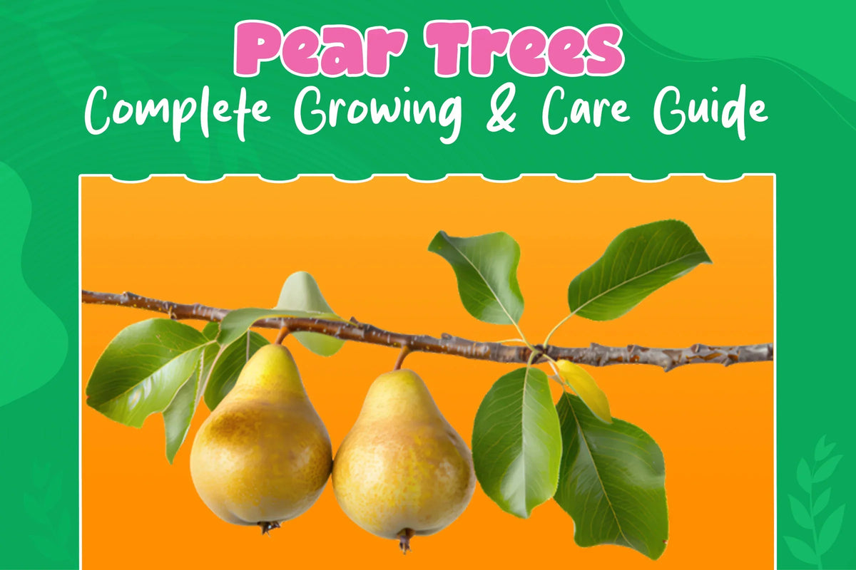 Pear trees planting, care, and harvest guide