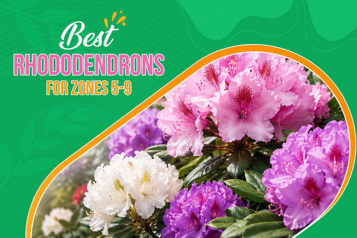 best rhododendrons zones 5-9 pink purple white flowers spring bloom 