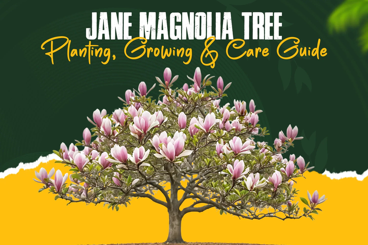 Jane Magnolia Tree Planting, Growing & Care Guide