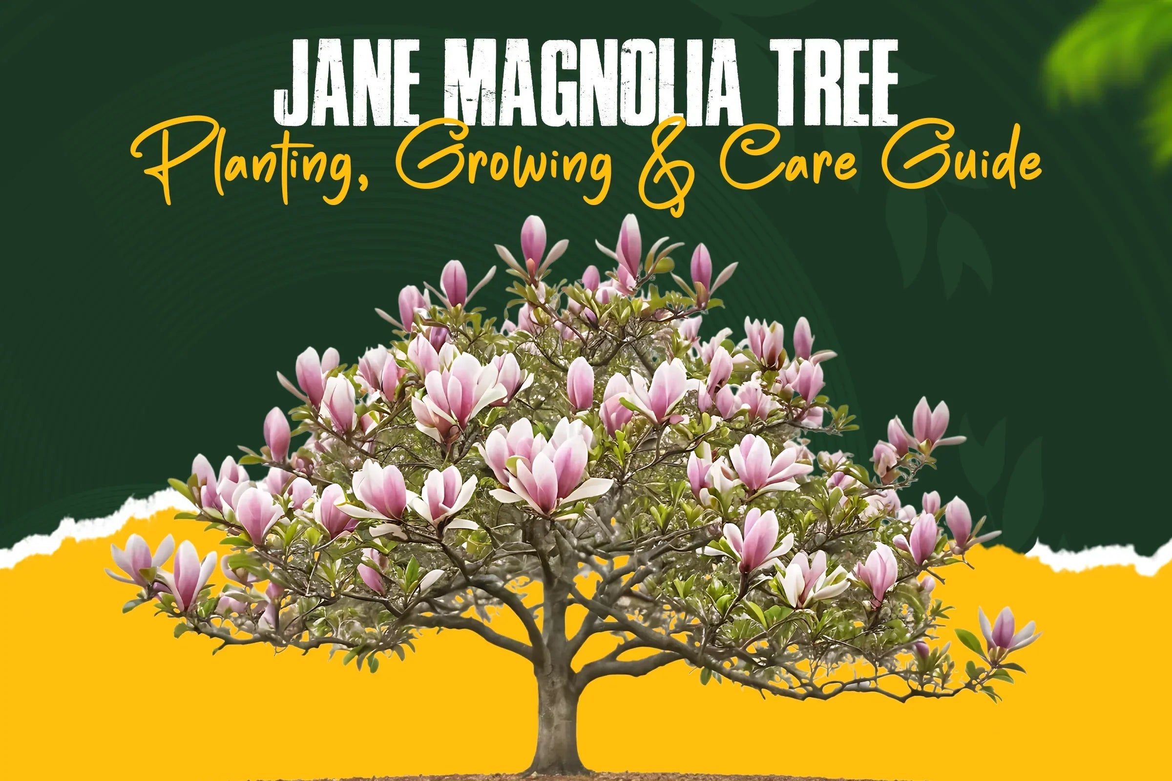Jane Magnolia Tree Planting, Growing & Care Guide