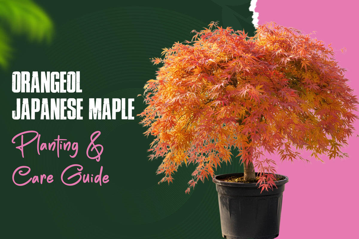 Orangeola japanese maple planting, growing and care guide