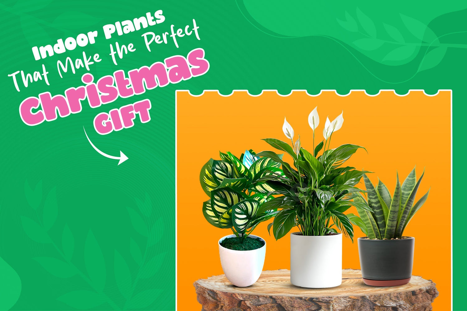 Best Indoor Plants to Gift This Christmas (People Actually Love These)