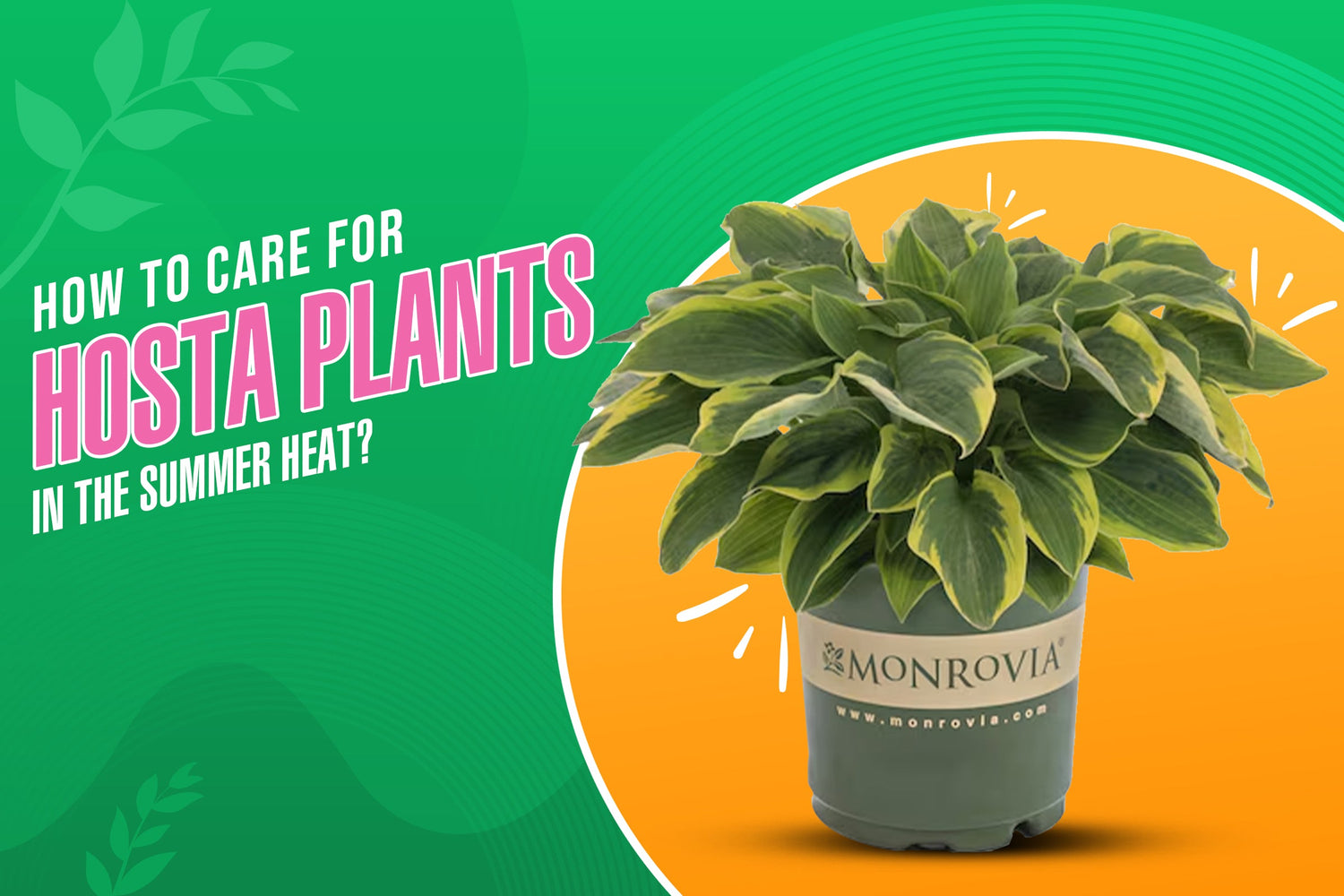 How to Care for Hosta Plants in the Summer Heat?