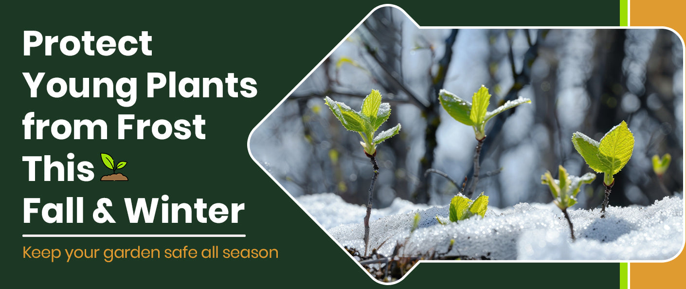 How to Protect Young Plants from Frost During Fall and Winter