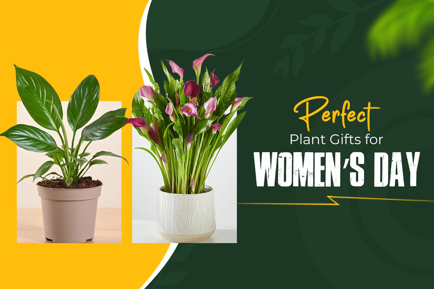 Best Plant Gifts for Her in 2026 (Perfect for Women’s Day)