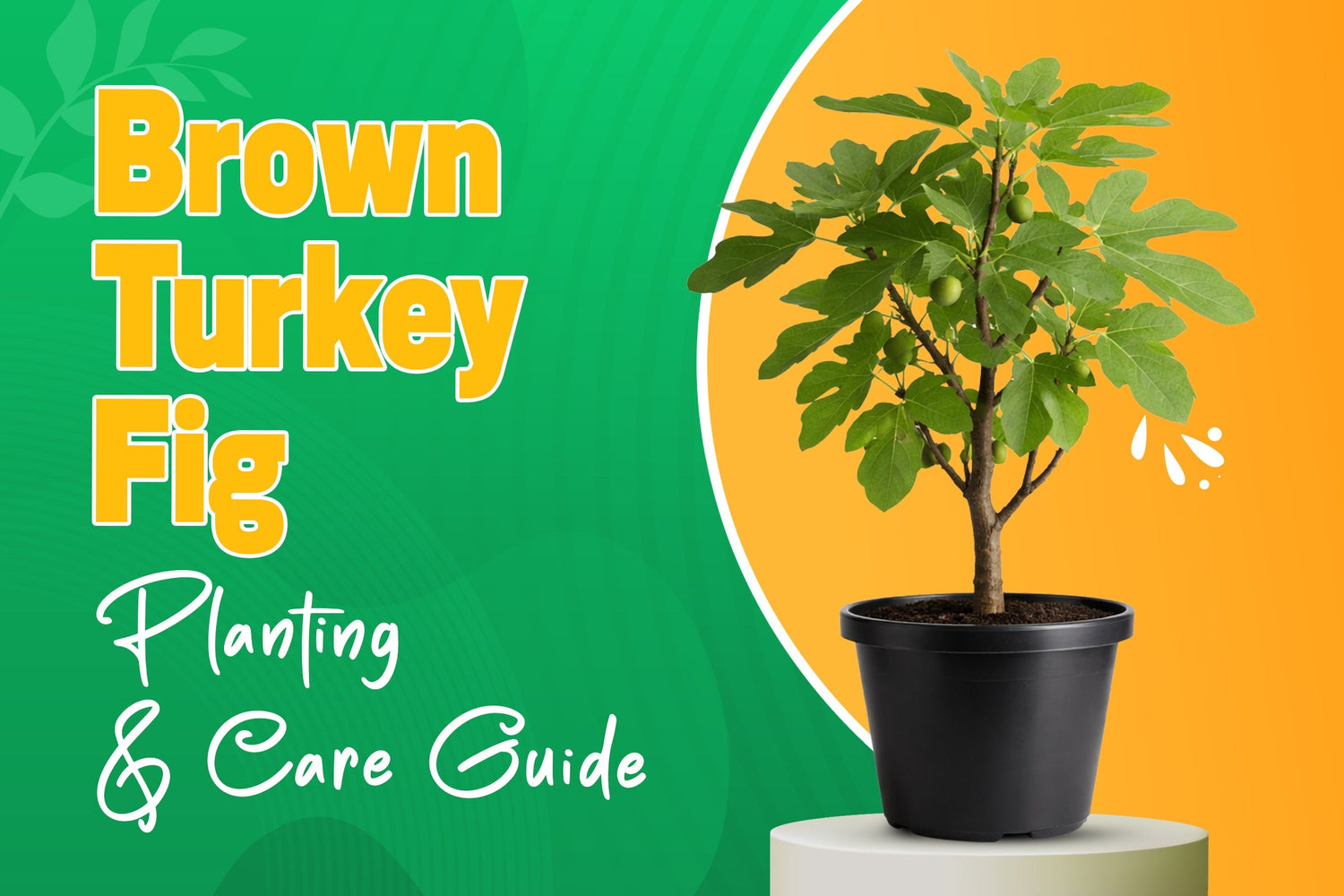 Brown Turkey Fig Tree: Complete Growing Guide