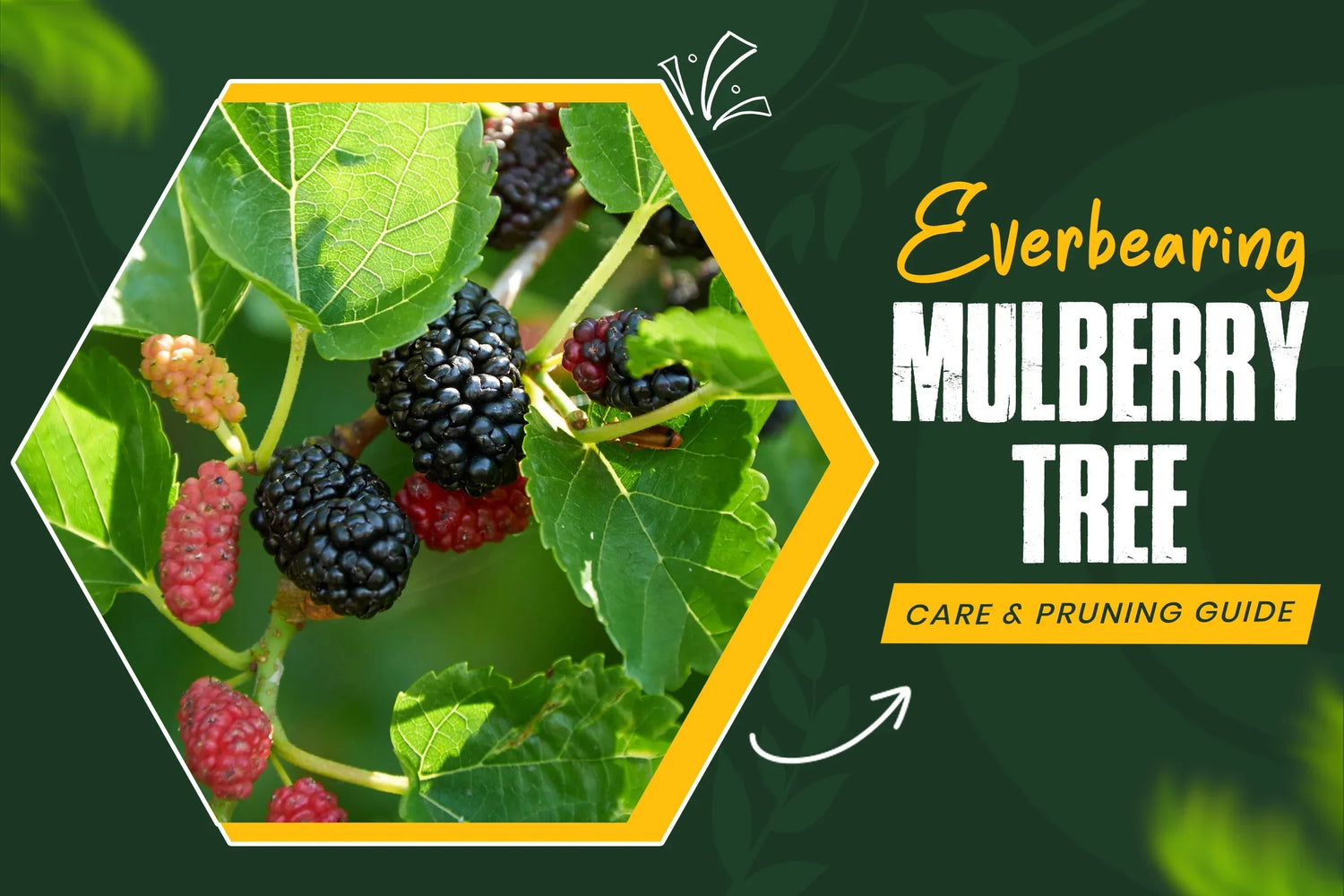 Everbearing Mulberry Tree Planting, Care & Pruning Guide