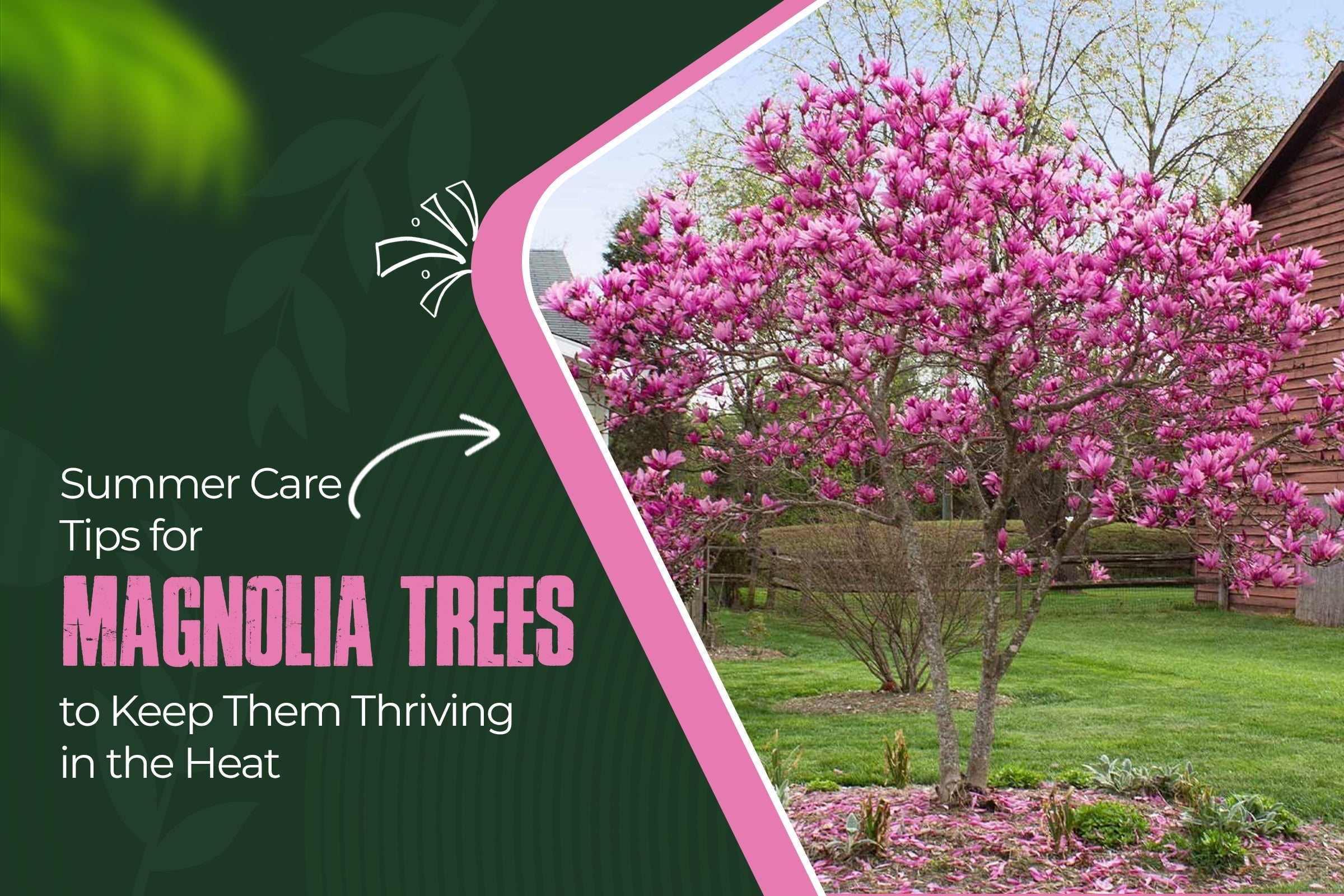 Summer Care Tips for Magnolia Trees to Keep Them Thriving in the Heat