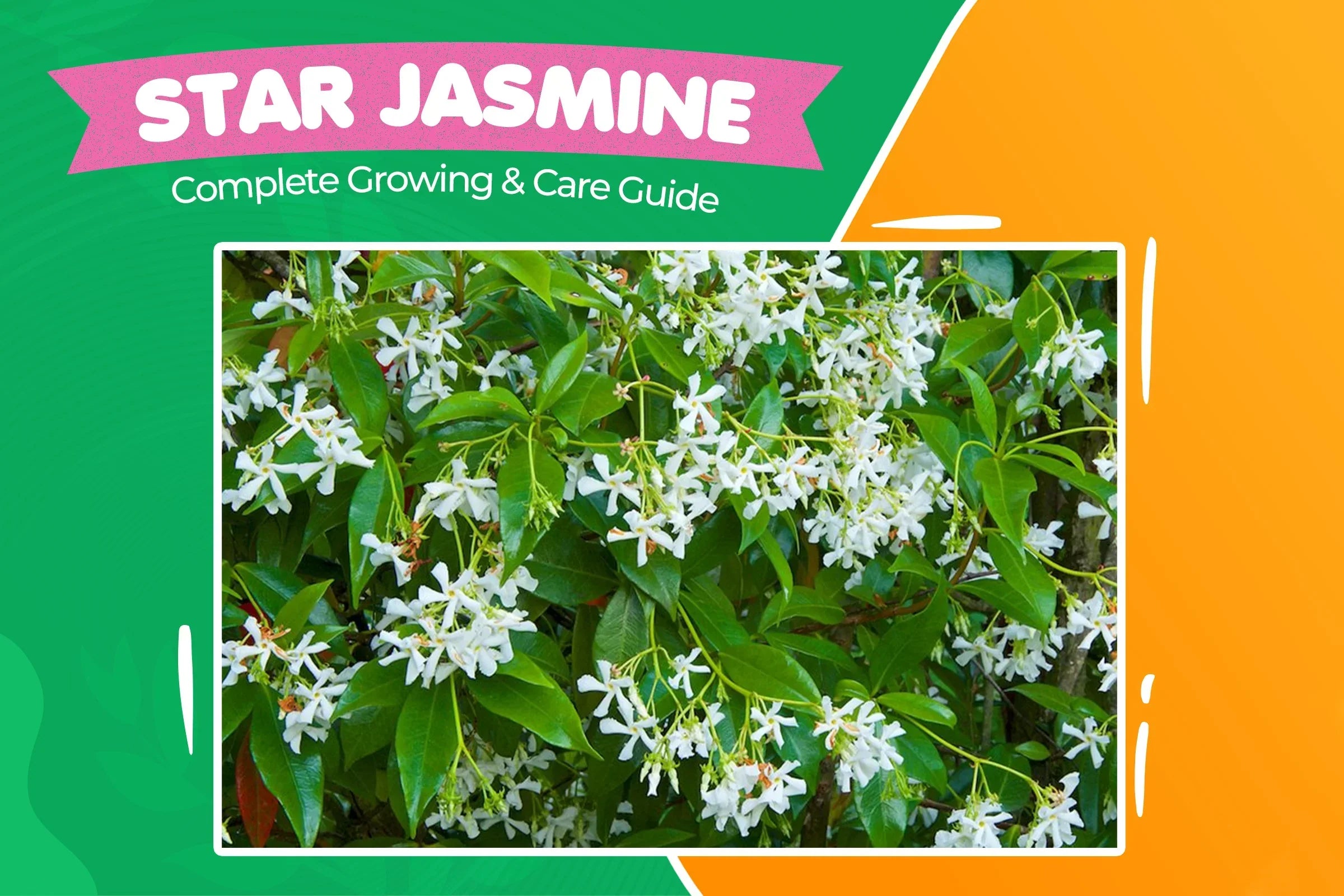 Star jasmine growing,care and pruning Guide